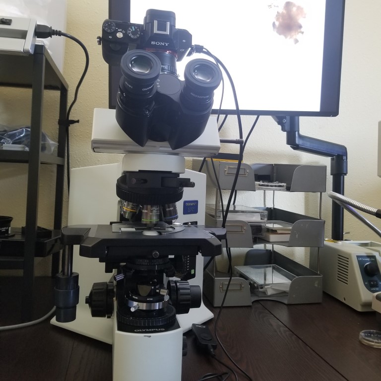 Olympus BX51 microscope