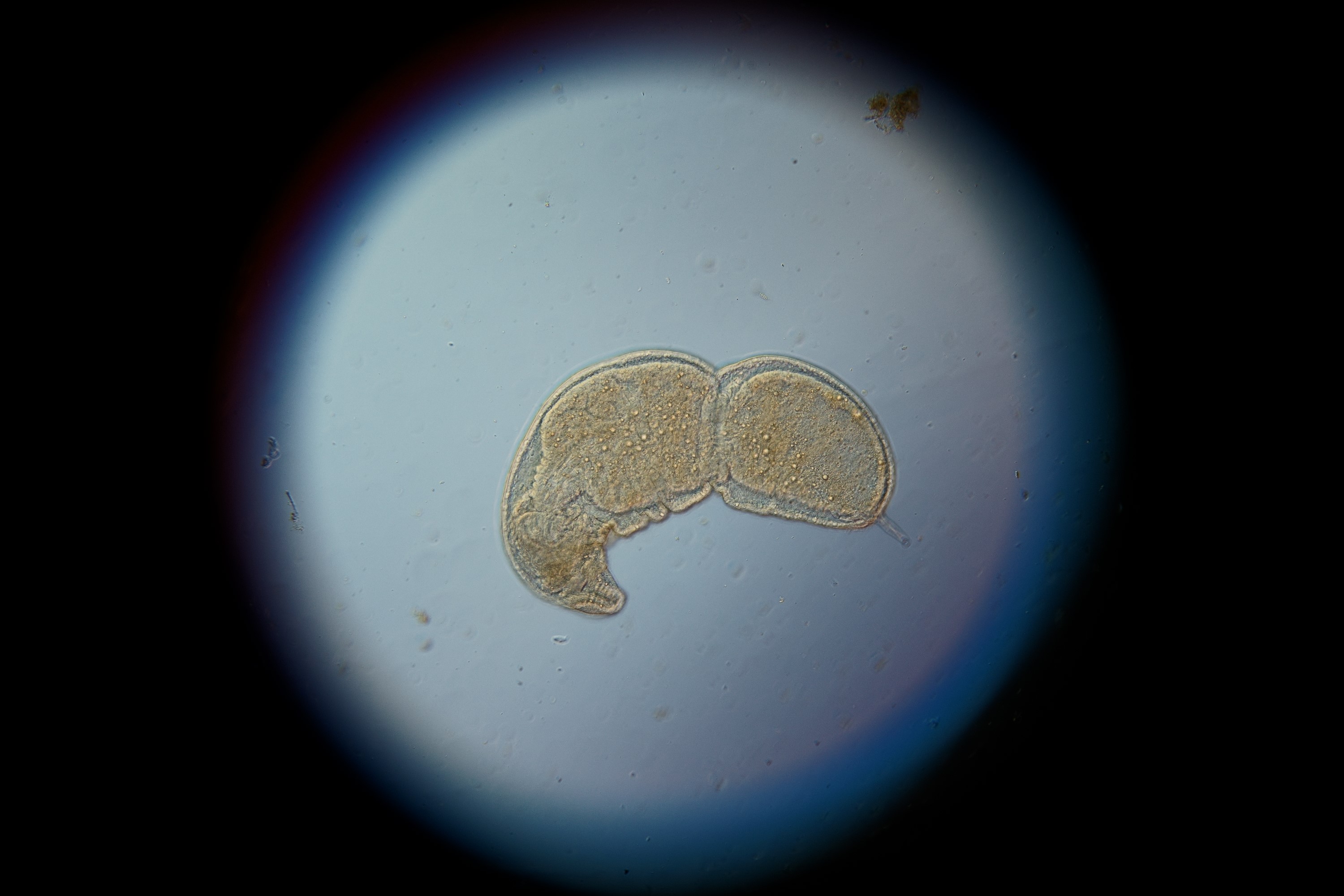 Flatworm under oblique illumination