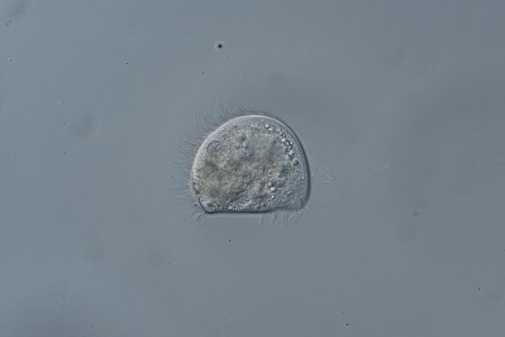 Caenomorphid