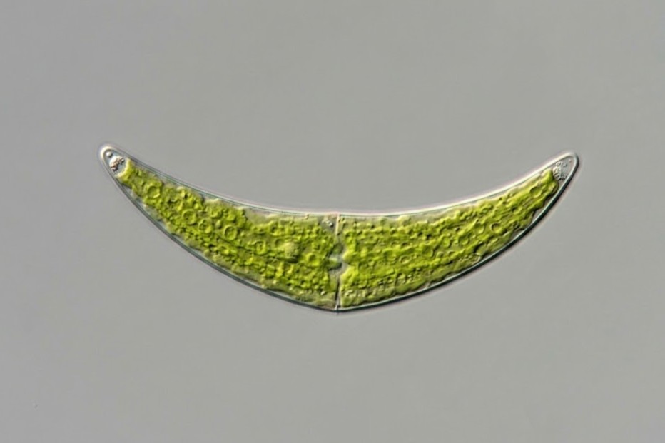 closterium