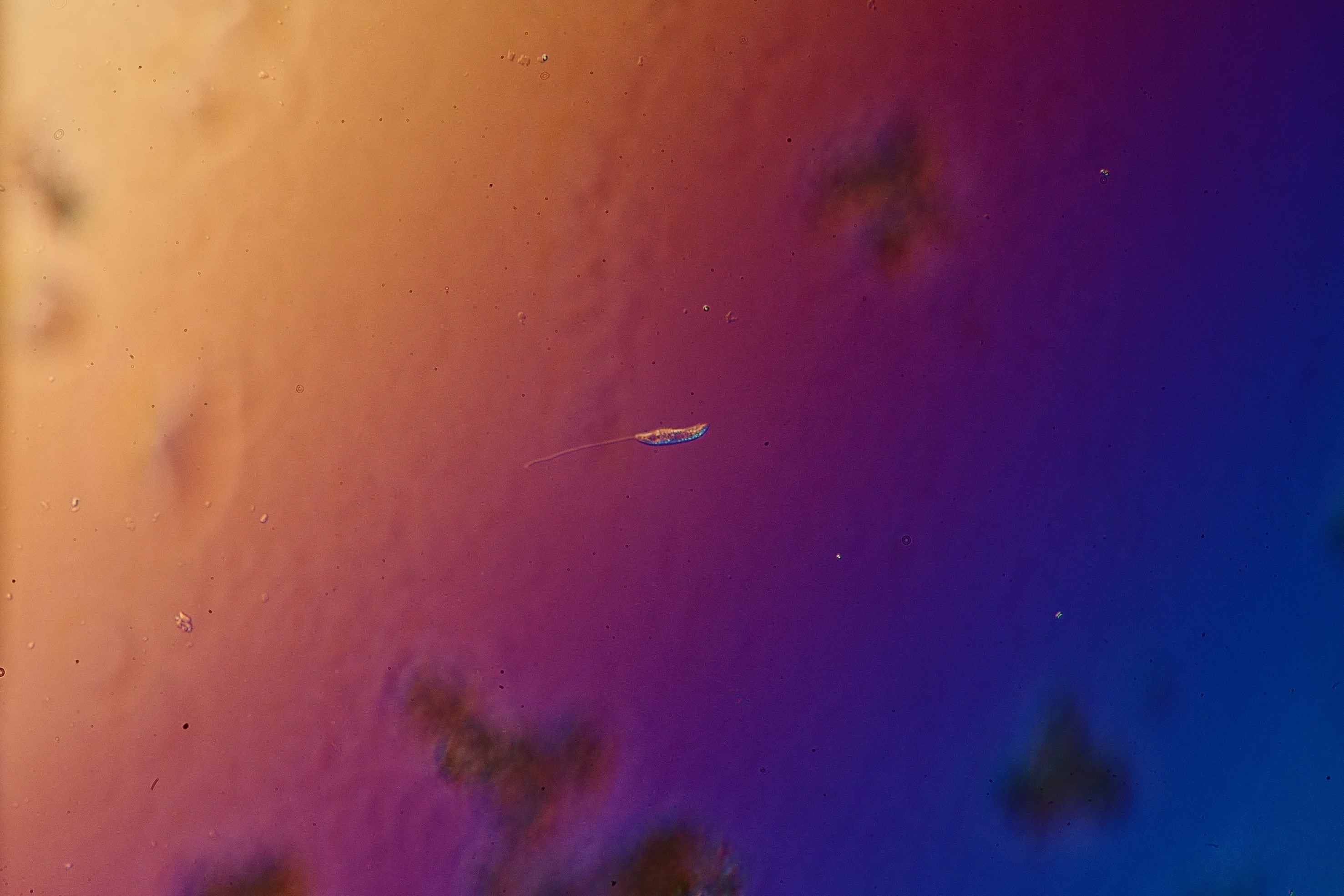 Flagellate