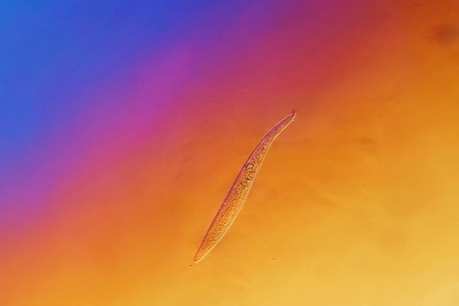 Nematode