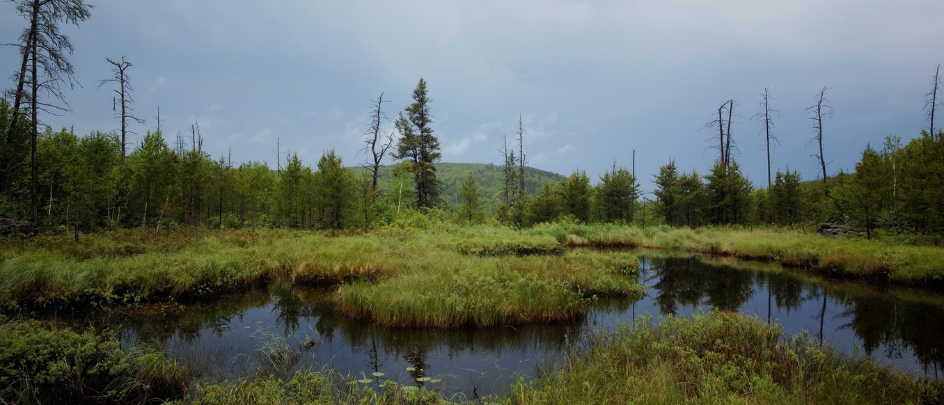 BWCA