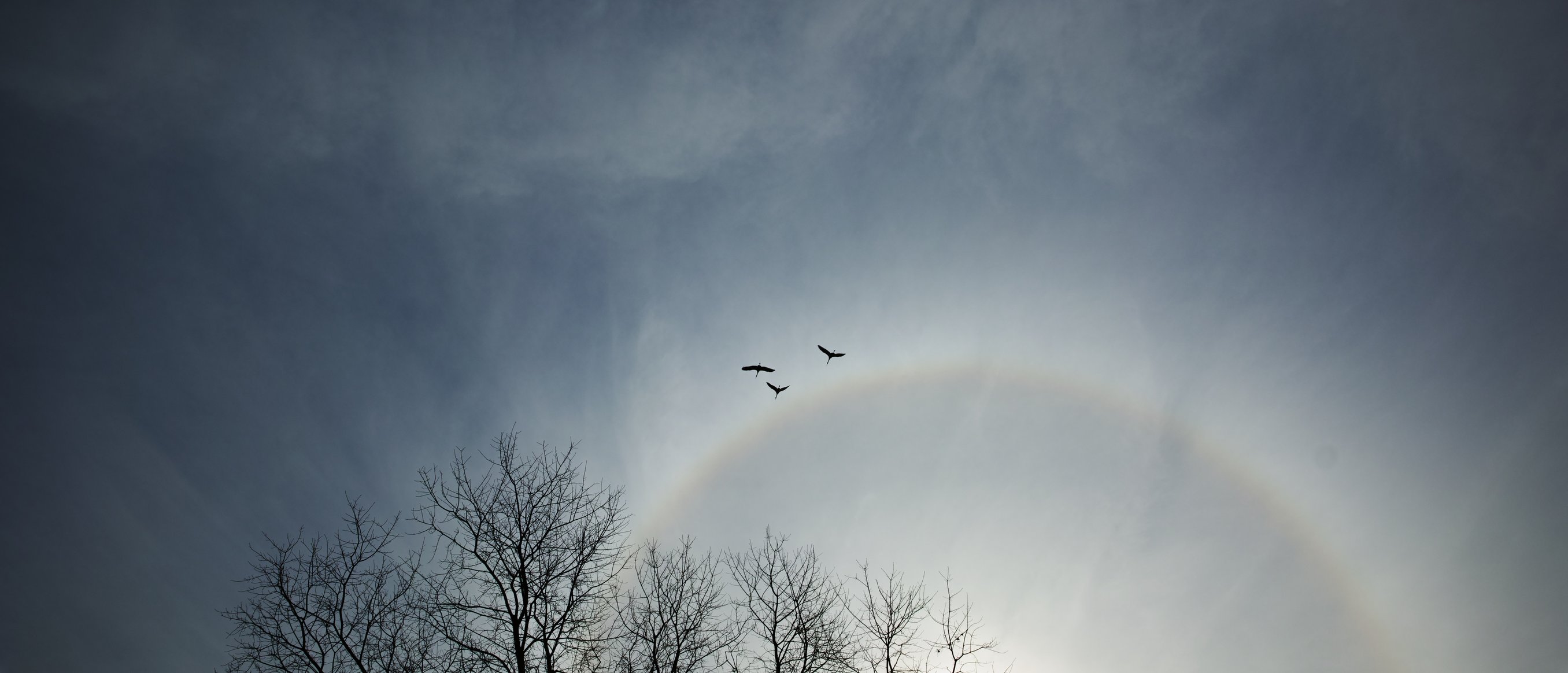 Swans